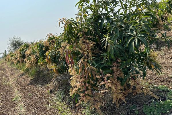 WhatsApp Image 2025-07-23 at 9.46.40 PM