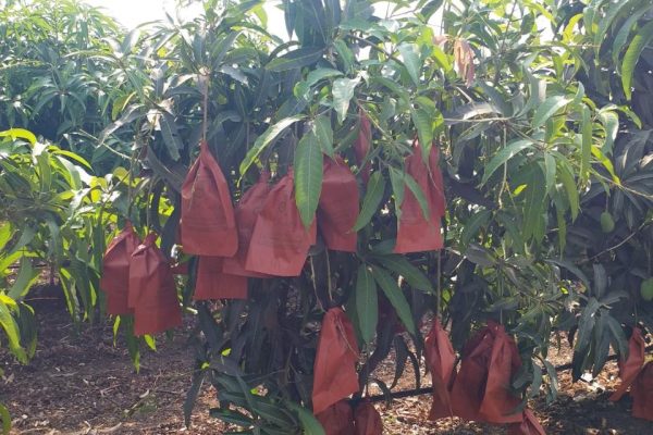 WhatsApp Image 2025-07-23 at 9.46.43 PM (1)