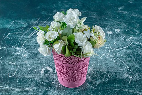 White roses in a pink flowerpot , on the white background. High quality photo