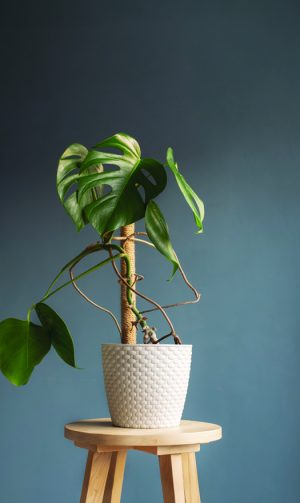 decorative-pots1