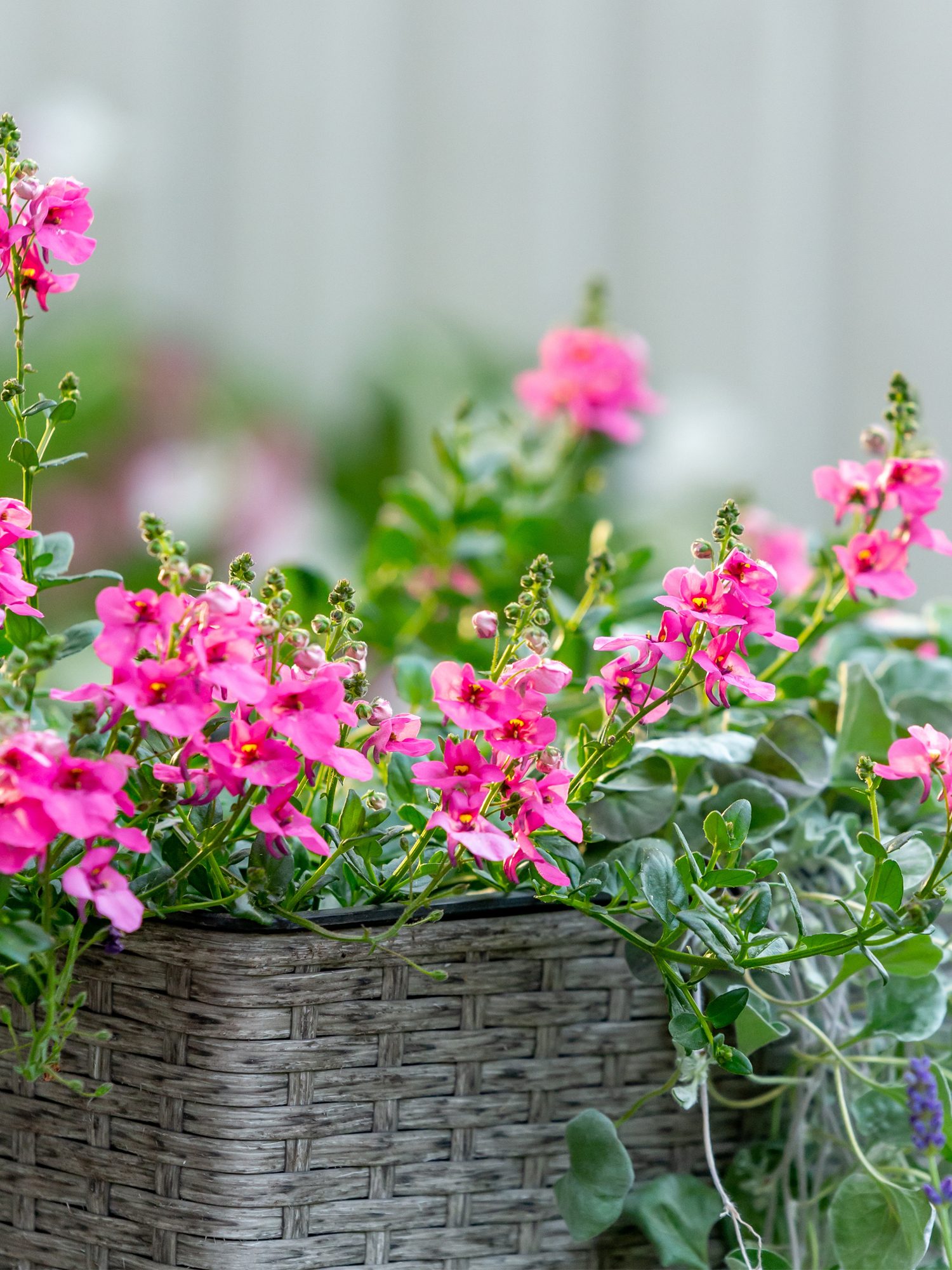 flowering-plants