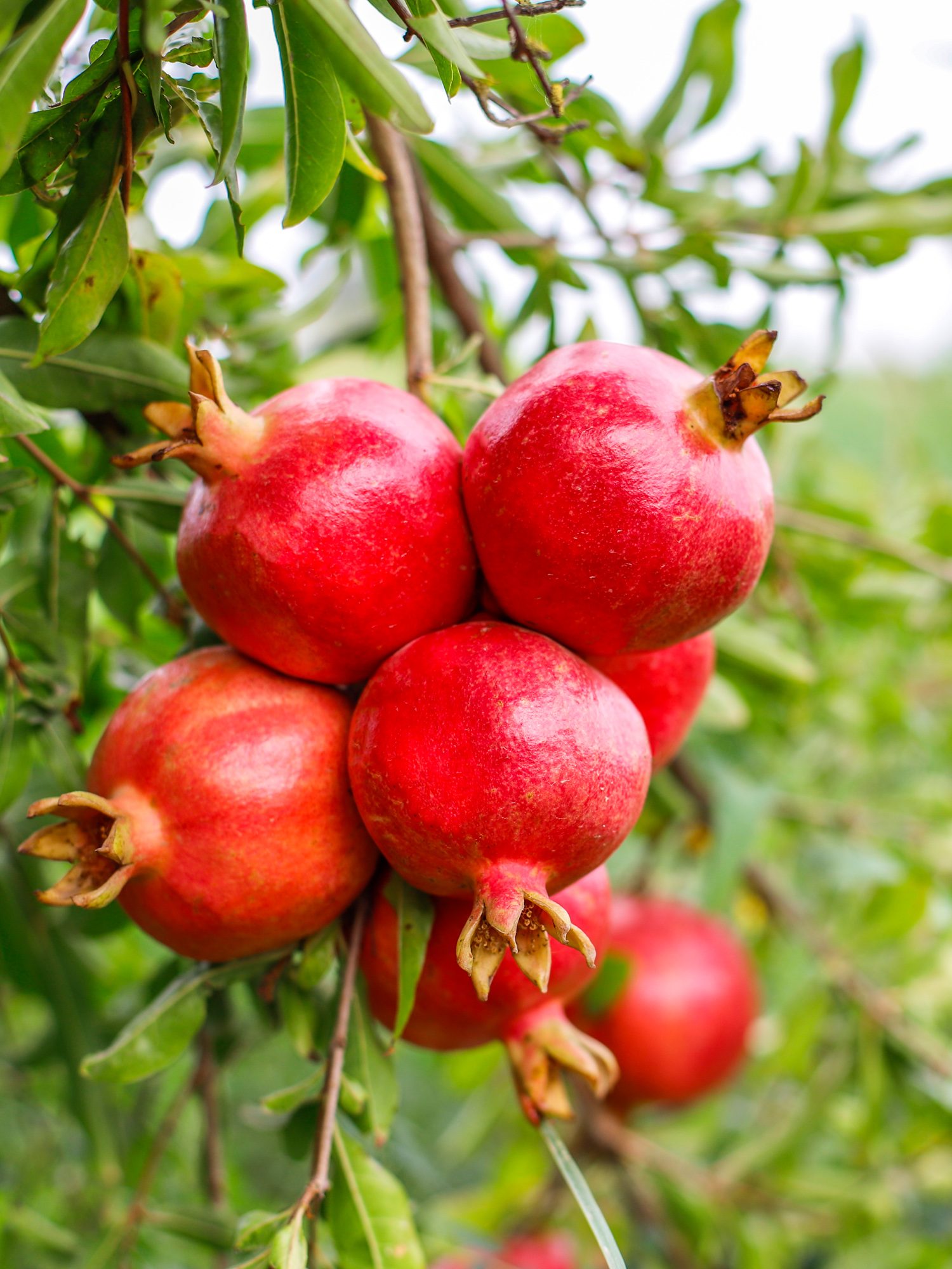 fruti-plants