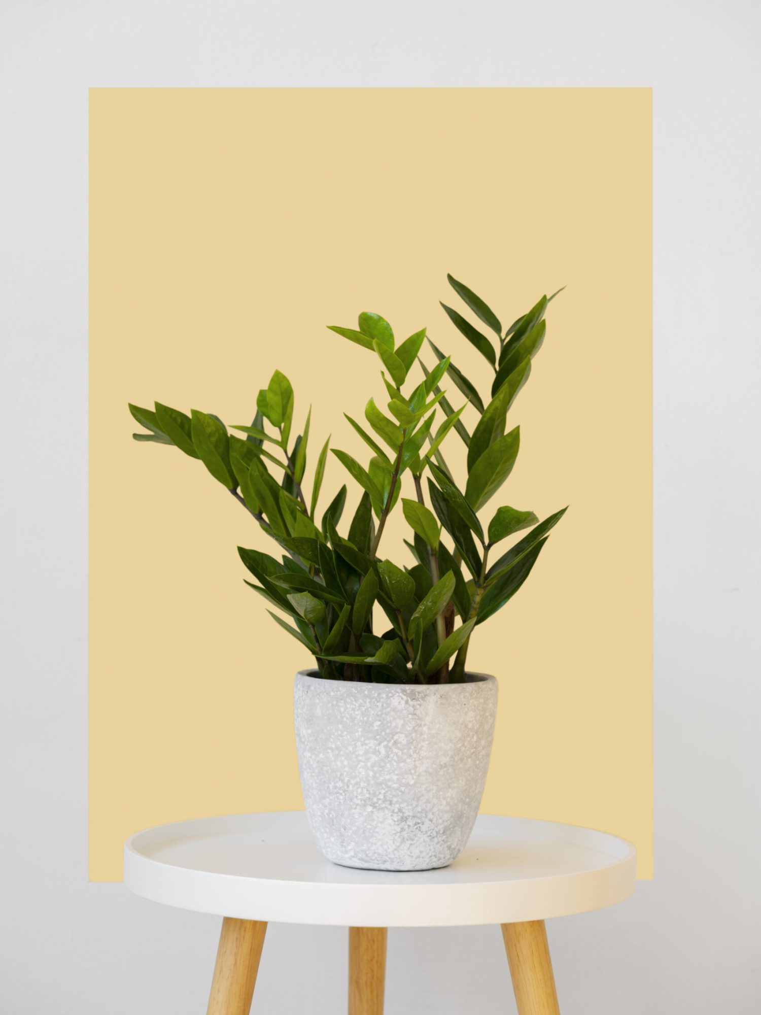 indoor-plants-studio