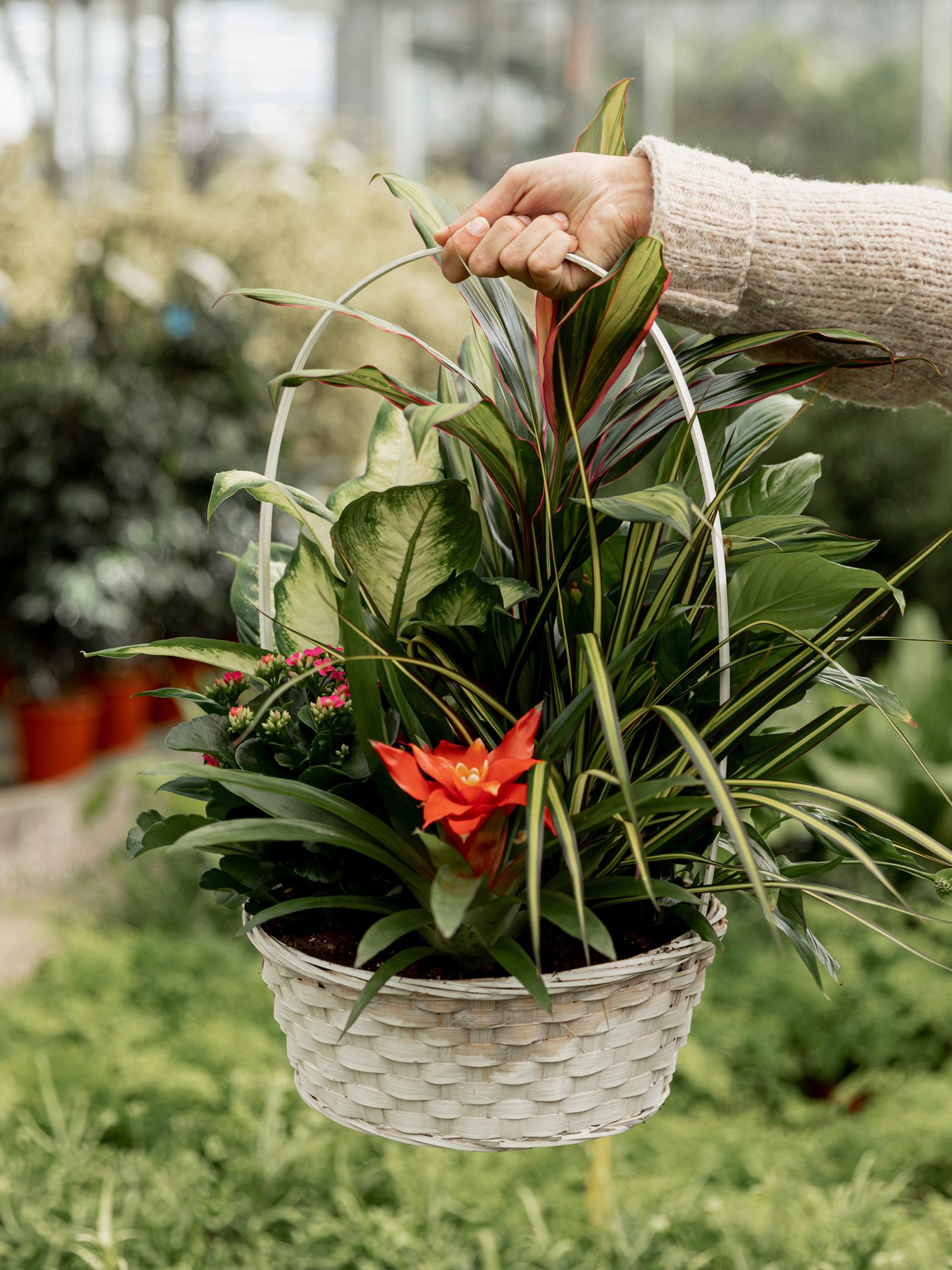 outdoor-plants