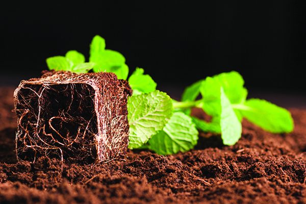 vermicompost2